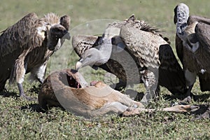 Vultures feeding on a wildebeest calf carcass