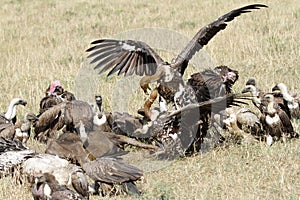 Vultures fighting in a wake