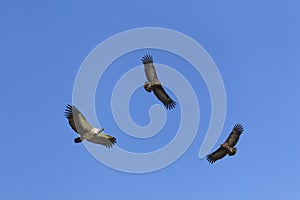 Vultures in flight