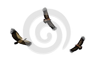 Vultures in flight