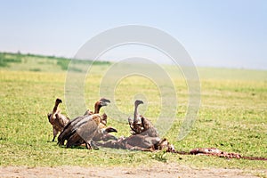 Vultures flock eating kill at African savannah