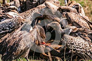 Vultures flock feasting on the carcass at the Maasai Mara National Game Reserve park rift valley Narok county east Africa Nature C