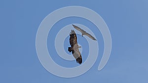 Vultures fly circles meeting in blue sky