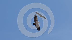 Vultures fly circles meeting in blue sky photo