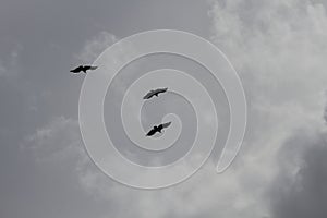 Vultures in Gray Sky