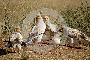 Vultures photo