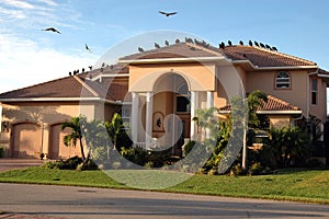 Vultures on house (foreclosure) photo