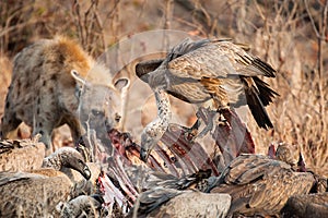 Vultures and Hyena