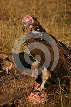 Vultures on a kill