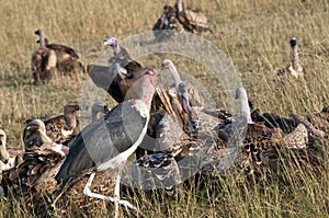 Vultures on a kill, Mara, Kenya.