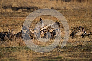 Vultures on a kill in South Africa