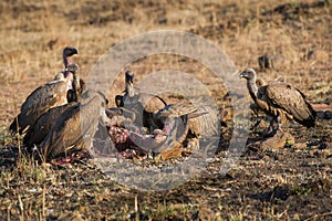 Vultures on a kill in South Africa