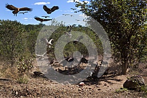 Vultures at a kill - Zimbabwe