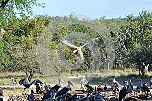 Vultures Landing