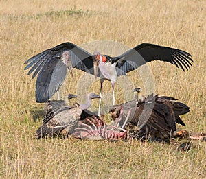 Vultures and marabou feedind, masai mara, kenya