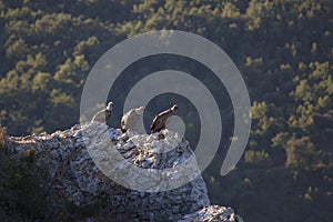 Vultures, Merindades