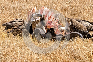 Vultures, Ngorongoro Crater