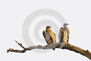 Vultures photo