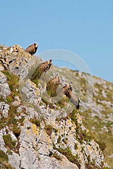 Vultures on the rocks