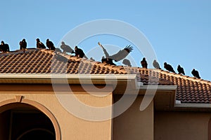 Vultures on Rooftop photo