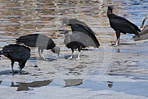 Vultures in Belem, Para, River Guama at the end of Amazon, Brazil, South America photo