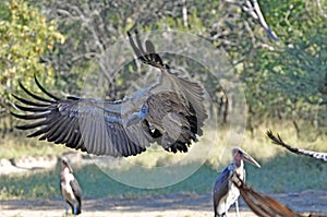 Vultures spreads its wings