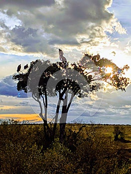 Vultures in sunset siloette tree photo