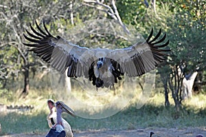 Vultures about to swoop with Marabou stork