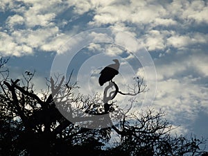 Vultures on Top of the Acacia Tree