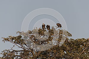 Vultures top of a tree