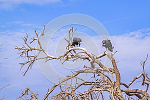 Vultures at Top of Tree