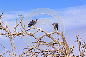 Vultures at Top of Tree