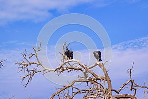 Vultures at Top of Tree