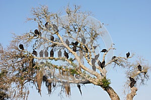 Vultures in tree