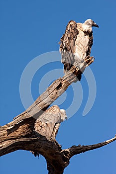 Vultures on a tree