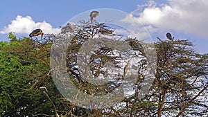 Vultures at tree Africa