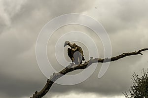 A vultures on a tree.