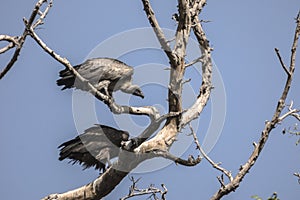 Vultures on the tree