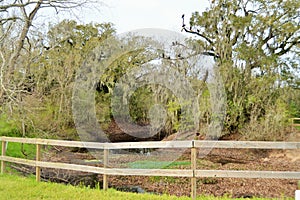 Vultures on a tree over a river