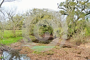 Vultures on tree over river