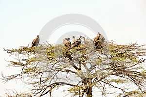 Vultures in tree waiting for rotting carcass, Serengeti Plain, Tanzania