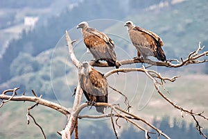 Vultures waiting photo
