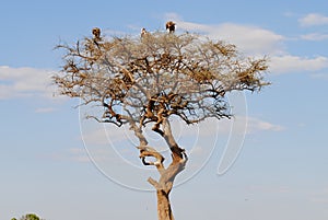 Vultures waiting on a tree, African Savannah, Kenya