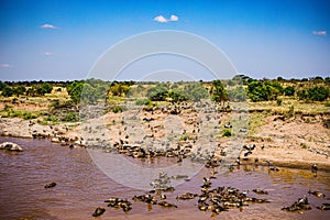 Vultures Wildlife Animals Mammals at the savannah grassland wilderness hill shrubs great rift valley maasai mara national game