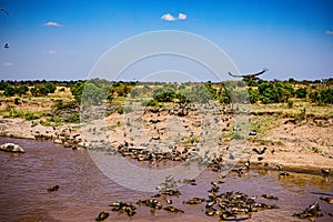 Vultures Wildlife Animals Mammals at the savannah grassland wilderness hill shrubs great rift valley maasai mara national game