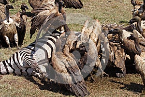 Vultures on zebra carcass, Masai Mara, Kenya