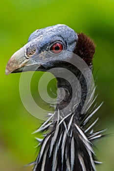 Vulturine Guineafowl