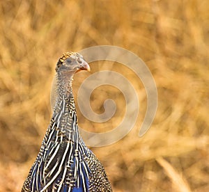 Vulturine Guineafowl