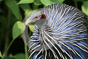 Vulturine guineafowl photo