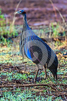 Vulturine Guineafowl